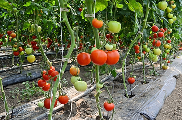 plástico acolchado en tomates