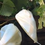 bolsas para uvas