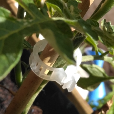 Clip para tomates - sujetar hilo de entutorado