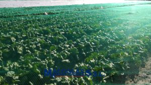 Malla antipajaros téjida 12 m de ancho. Cultivo de lechugas-Almería